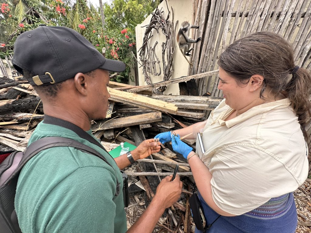 ZanzRedColobus's tweet image. A good day for sample collection for @hannah_frog and @MwinyiAbdalla8 in Paje Group! Yesterday was the first time they collected faecal samples in this group, which ranges in a heavily built up tourist part of Paje village. #poopscience