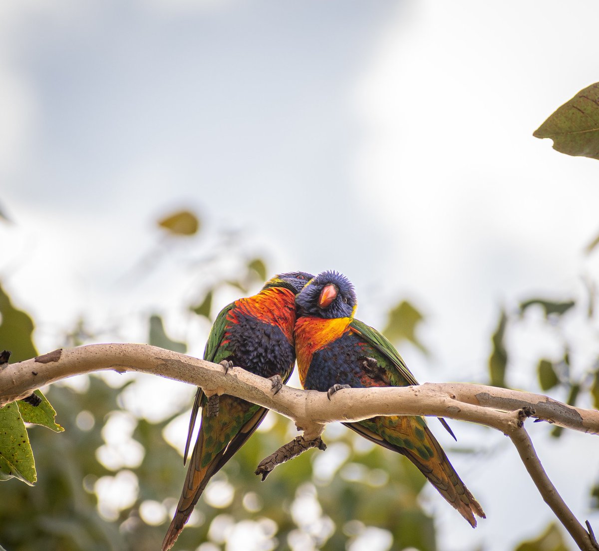 Creaturology's tweet photo. Look at these sweet birds!
Trichoglossus moluccanus - Rainbow Lorikeets

Trichoglassus moluccanus, like many other birds, have next to no visual aspects of sexual dimorphism. 

More below:
https://t.co/V6fCedaEXN https://t.co/MRqOHR74e3