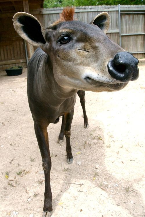 Dujker żółtopręgi to gatunek afrykańskich antylop wołowatych. Preferuje afrykańskie, tropikalne lasy z gęstym podszytem, ale spotykany jest również na sawannach i polach uprawnych. Żywi się nasionami, owocami, trawą, grzybami i liśćmi.