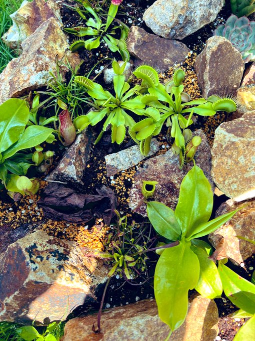 食虫植物くんたちもスクスクしてる 