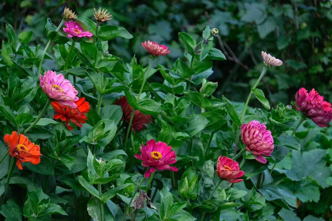 cliveahicks's tweet photo. Generosity #hidcote #nationaltrust https://t.co/LWB44ogqqP
