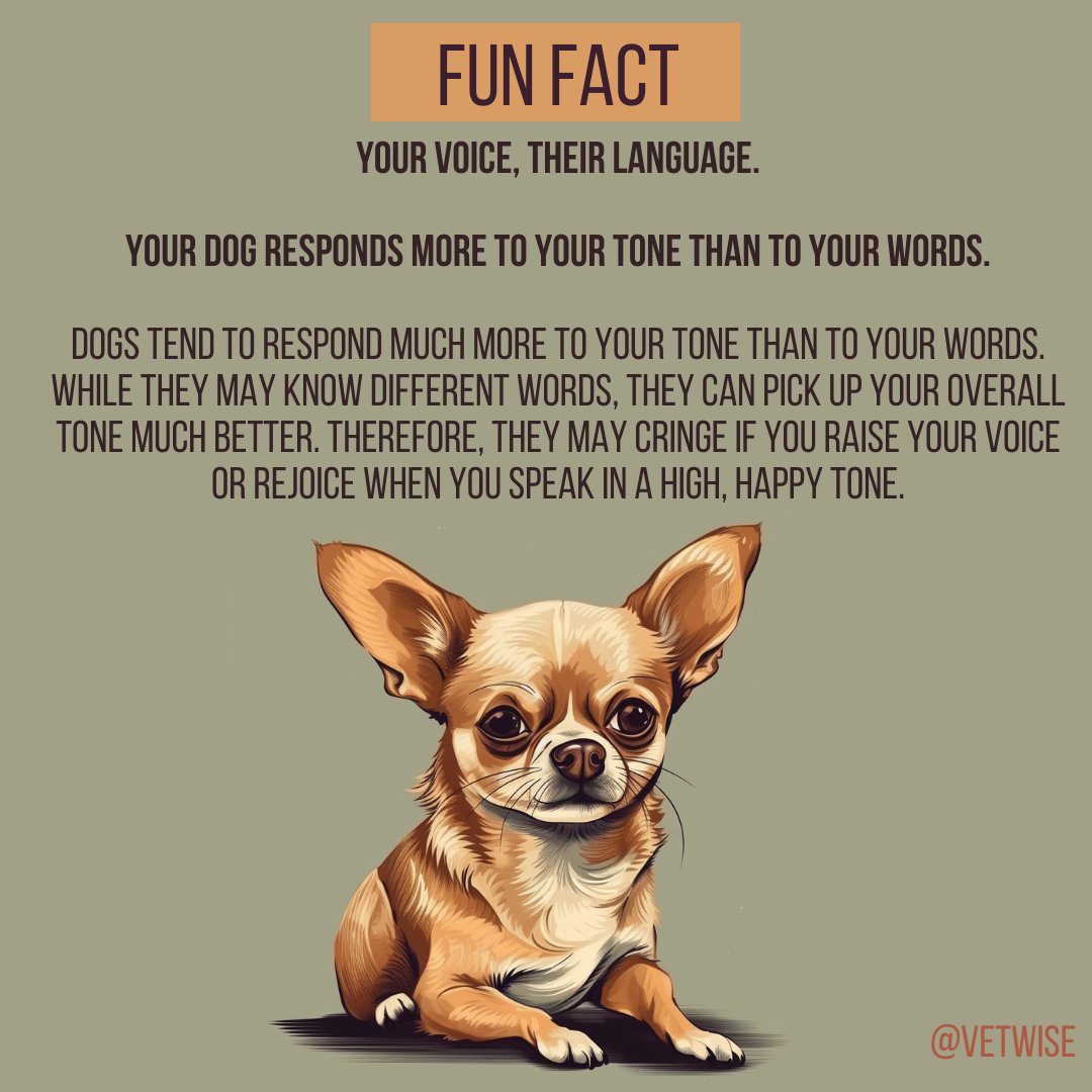 Your voice, their language.

Your dog responds more to your tone than to your words.

Dogs tend to respond much more to your tone than to your words. 

#dogs #language #funfact #voice #veterinary #animals #love