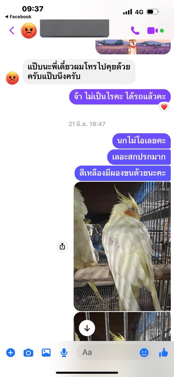 ꕤ 𝙰𝙽𝙲𝙷𝙰𝙽𝙰 ₍ᵔ·͈༝·͈ᵔ₎ tweet media