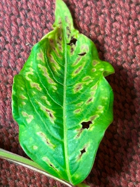 txplantclinic's tweet photo. #WhatWednesday (07/26/23). Funky patterns on crape myrtle leaf - forwarded by #txextension CEAs with the note,"This looks bacterial to me. What do you guys think?" Check out the story on our Insta page https://t.co/JIfc84FqbB - @txplantdr #extensionlife #extPLPM #nature #abiotic https://t.co/TQM2Iq2m8J