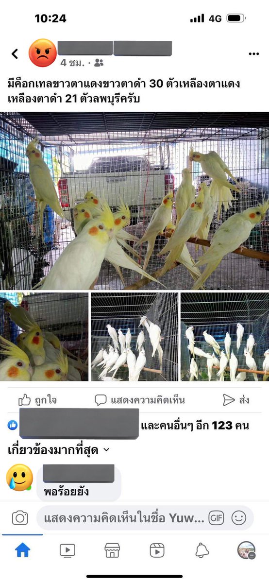 ꕤ 𝙰𝙽𝙲𝙷𝙰𝙽𝙰 ₍ᵔ·͈༝·͈ᵔ₎ tweet media