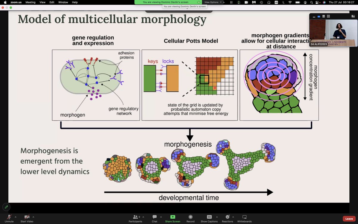 NehanivCL's tweet photo. Heritability of Fitness (which Biology needs to explain!) is addressed by explaining heritability of phenotype!
- following R. E. Michod #ALIFE2023
Addressed by D. Devlin et al., "Evolution of morphogenesis can drive the emergence of stem to non-stem cell differentiation" https://t.co/snOYcUjz5V