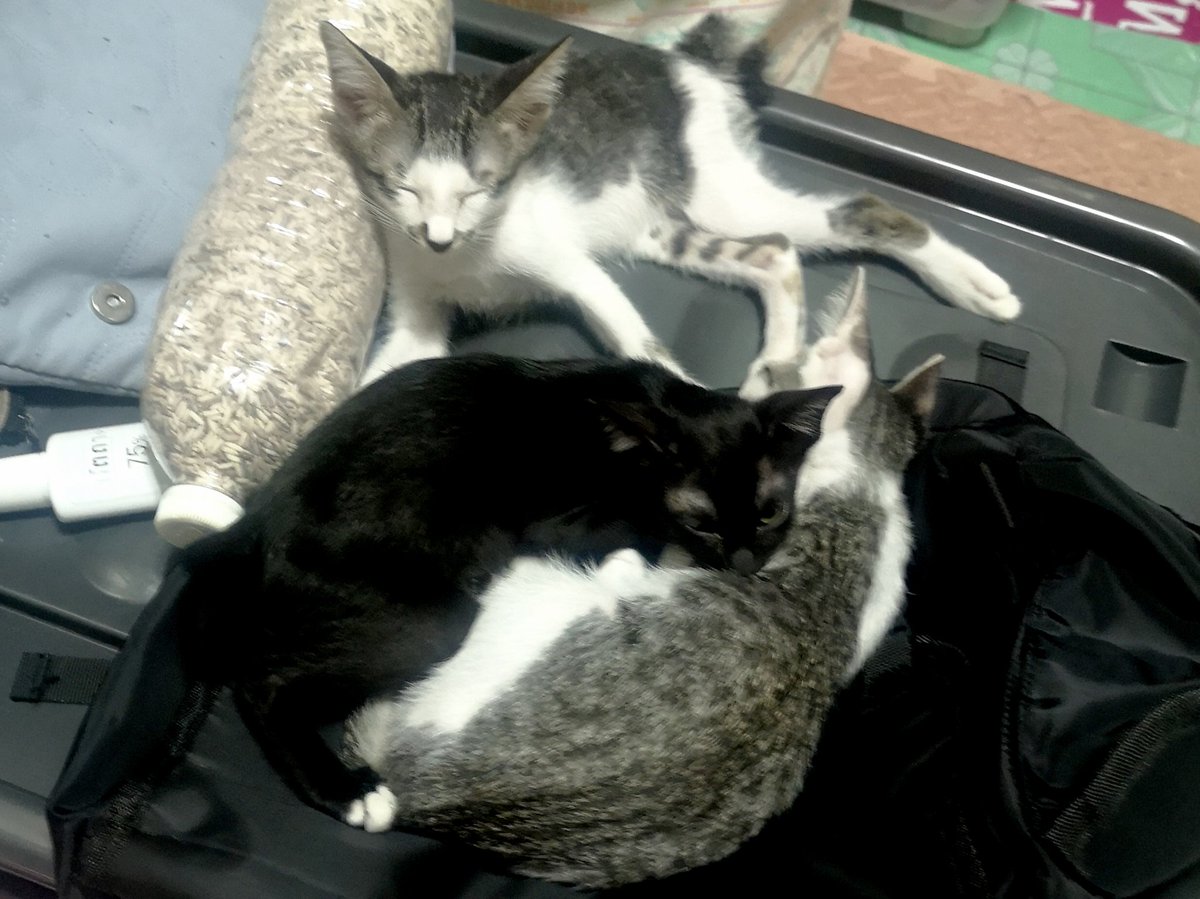 puzzolcat tweet media