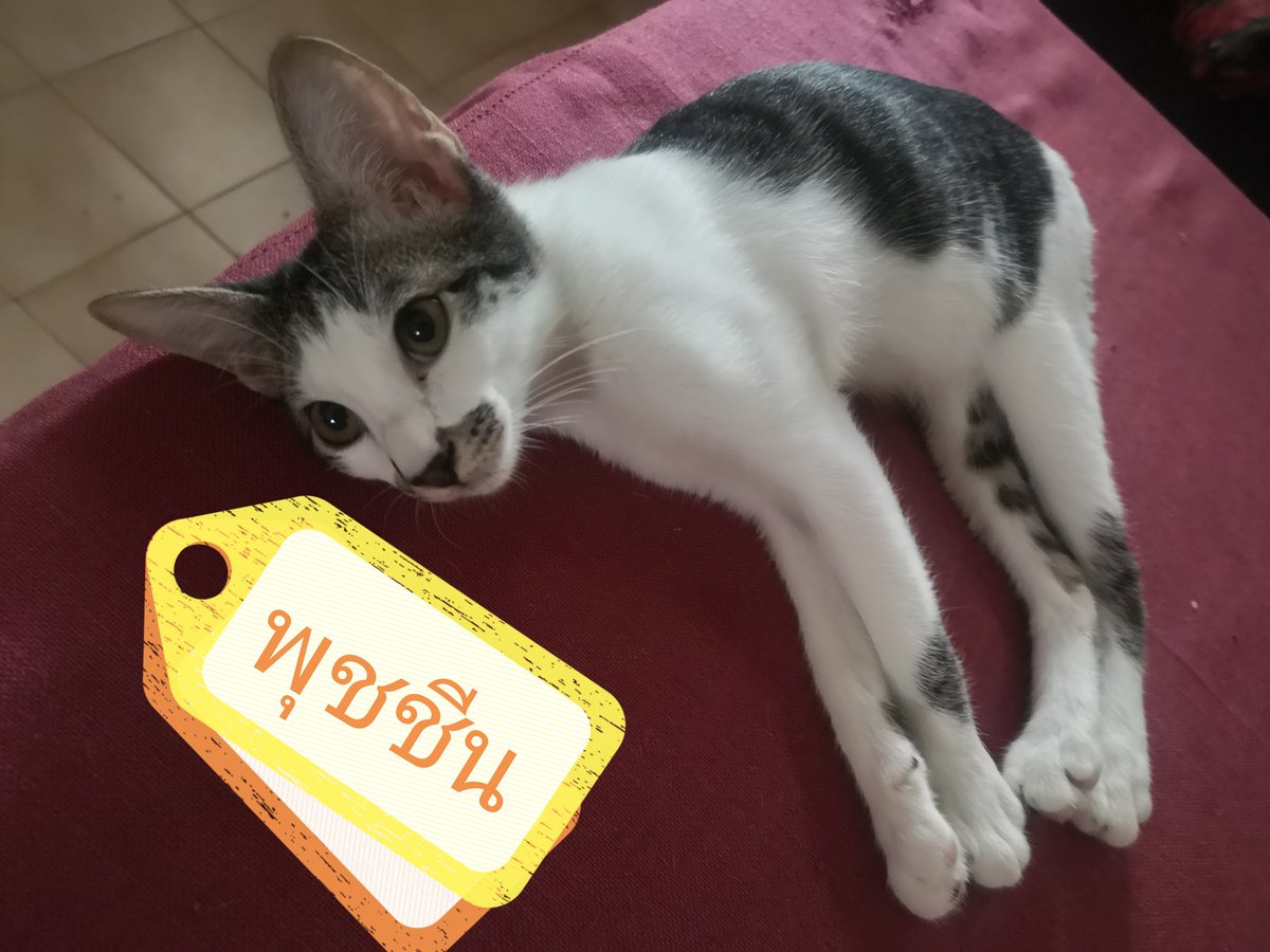 puzzolcat tweet media