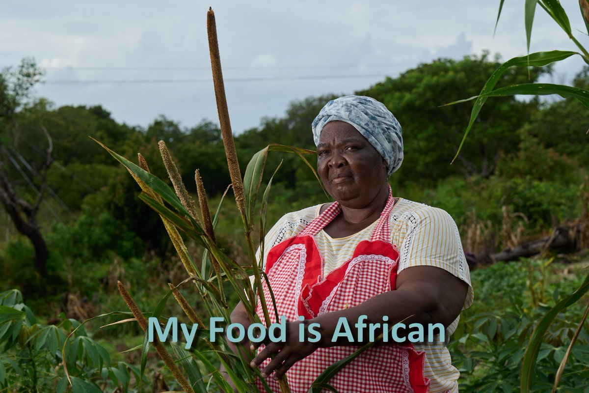 Rebekah Mthembu stands alongside Pearl Millet in summer fields diversely intercropped with grains and legumes in the sandy soils of the coastal dunes of KwaNgwanase  
#MyFoodIsAfrican #MySeedIsAfrican #AgroecologyWorks #agroecology #millets #YearofMillets #PearlMillet #Biowatch