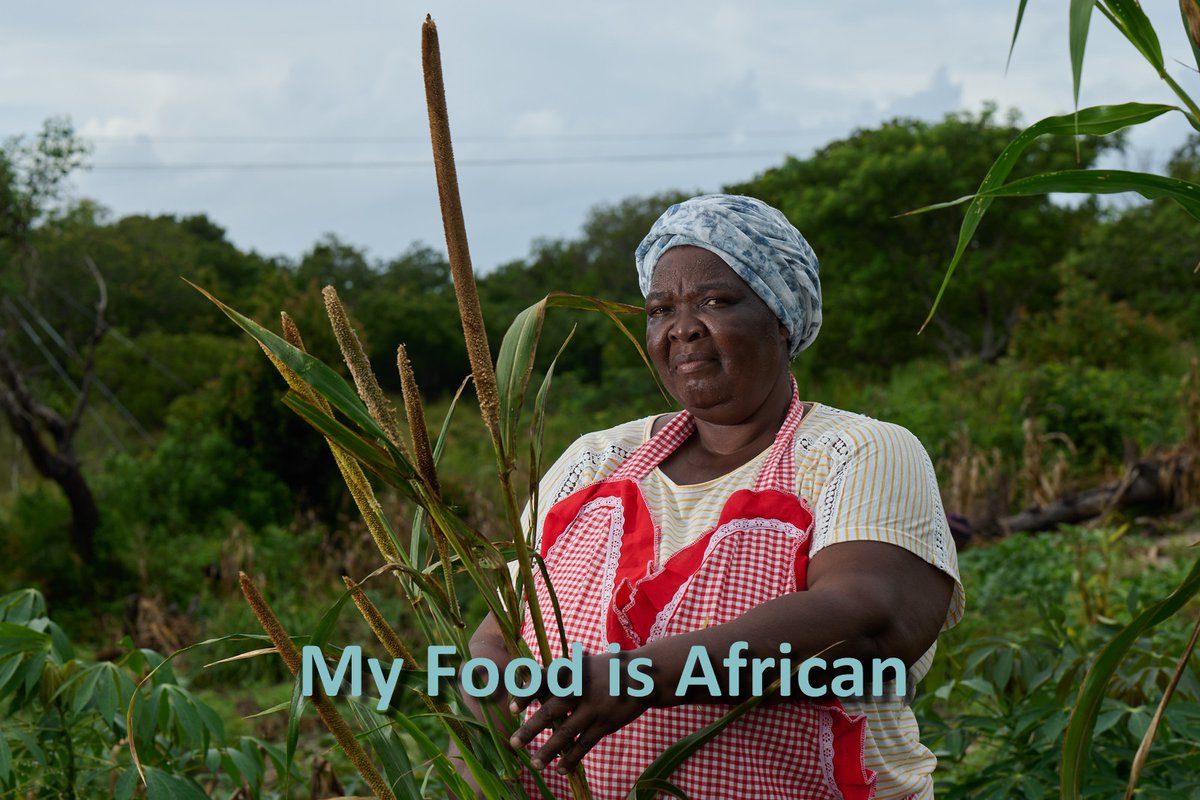 Rebekah Mthembu stands alongside Pearl Millet in summer fields diversely intercropped with grains and legumes in the sandy soils of the coastal dunes of KwaNgwanase #MyFoodIsAfrican #MySeedIsAfrican #AgroecologyWorks #agroecology #millets #YearofMillets #PearlMillet #Biowatch