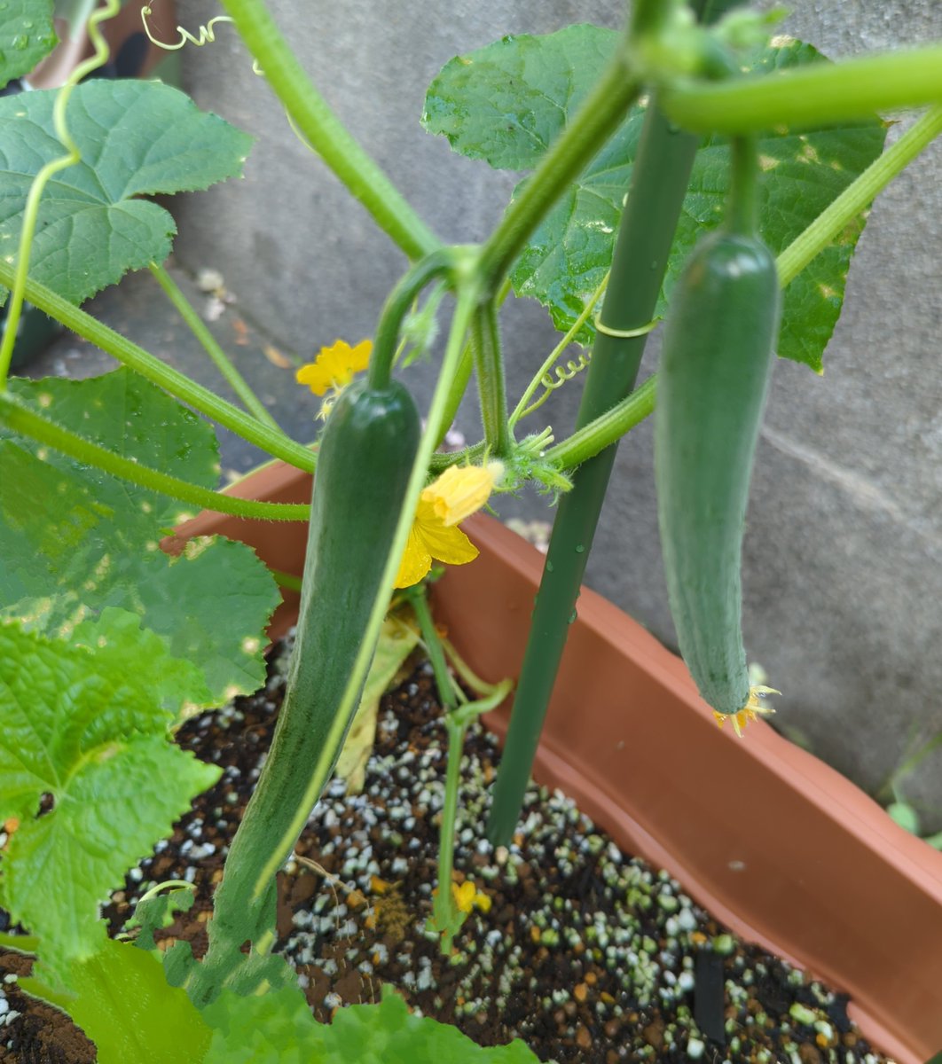 dandelion_tit's tweet photo. 根元から折れたキュウリの苗をもらったので、セロテープでくっつけて植えてみたもの。多少べと病になりましたがちゃんと実をつけはじめました。
 #ガーデニング
 #プランター菜園 https://t.co/25n9brtN02