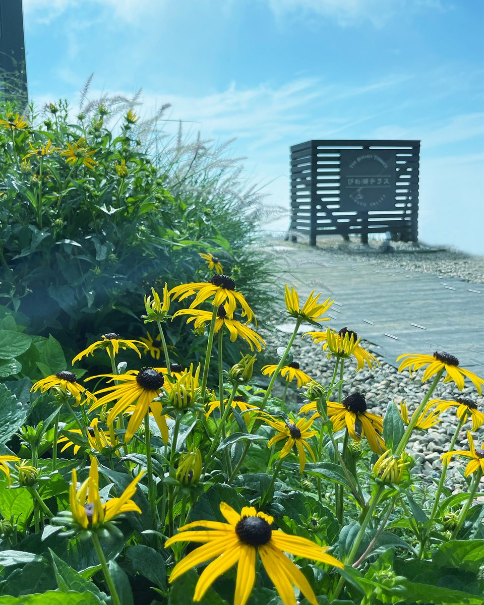 biwako801's tweet photo. 夏空のもと、花々が元気いっぱい咲いています。
標高1,100ｍで夏の思い出を作りませんか。

#びわ湖バレイ #びわ湖テラス #テラスカフェ #琵琶湖 #滋賀観光 #滋賀 #絶景 #biwakoterrace #biwakovalley #terracecafe #lakebiwa #shiga #japan #ropeway #美景 #網美景點 #觀景台 #日本旅遊 #夏空 https://t.co/TAGE1XltmA