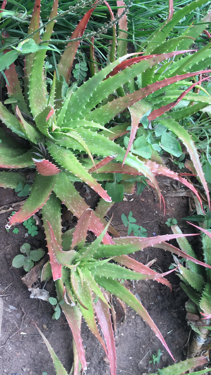 Aloe vera farming 

Do you know you can farm aloe vera for the aloe vera cake, aloe vera gel or aloe vera gum?

What are the uses of this plant that you know?

If interested in farming, we can help. We are already growing Barbadensis variety.

#aloevera #farming #aloeveragel