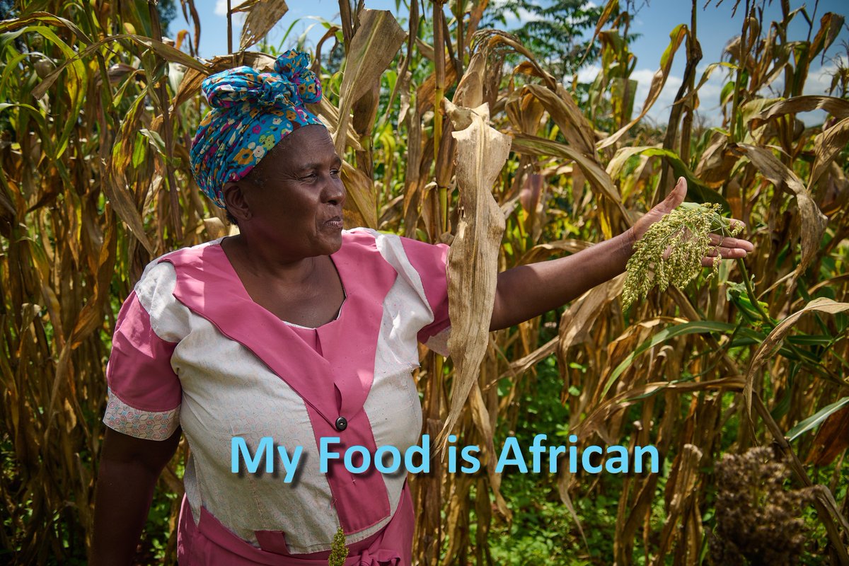 Mavis Nhlekho, Pongola checks on Sorghum in her diverse summer fields. Tall sorghum lessens cross-pollination. Diverse legumes add nutritious food, fodder & build healthy soil #MyFoodIsAfrican #MySeedIsAfrican #AgroecologyWorks #agroecology #YearofMillet #sorghum #Biowatch