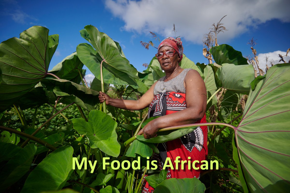 Corinne Mngomezulu amidst giant Amadumbi leaves. This year swales & composting pits retained heavy rain enabling abundant growth in the usually dry and rocky mountains terrain in Ingwavuma #MyFoodIsAfrican #MySeedIsAfrican #agroecology #AgroecologyWorks #amadumbi #Biowatch