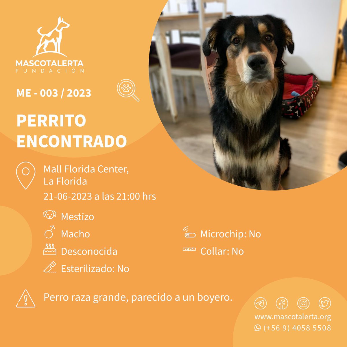 mascotalerta's tweet photo. PERRITO ENCONTRADO 🏠🐶🐕🐾 – ME-003/2023:
.
.
📌 En MALL FLORIDA CENTER (LA FLORIDA) el 21-06-2023 a las 21.00 hrs.
.
Macho Mestizo
Edad: Desconocida
Esterilizado: No
Microchip: No
Collar: No
.
⚠️ Perro de raza grande, parecido a un Boyero.
@MuniLaFlorida
@rodolfocarter https://t.co/HbbACZ9TwM