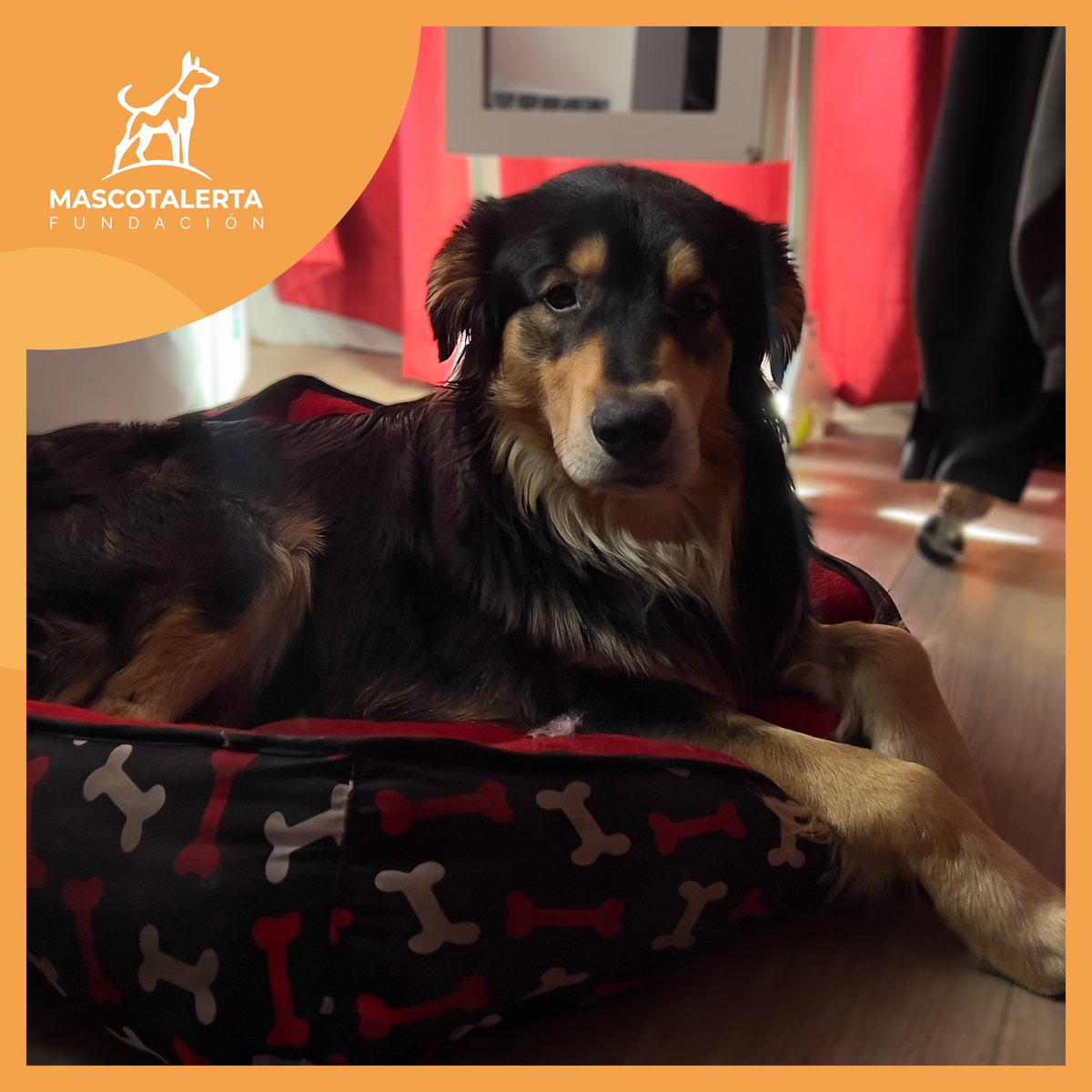 mascotalerta's tweet photo. PERRITO ENCONTRADO 🏠🐶🐕🐾 – ME-003/2023:
.
.
📌 En MALL FLORIDA CENTER (LA FLORIDA) el 21-06-2023 a las 21.00 hrs.
.
Macho Mestizo
Edad: Desconocida
Esterilizado: No
Microchip: No
Collar: No
.
⚠️ Perro de raza grande, parecido a un Boyero.
@MuniLaFlorida
@rodolfocarter https://t.co/HbbACZ9TwM