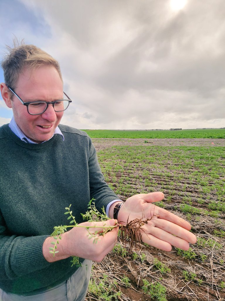 Daniel_Kidd01's tweet photo. Great to get on-site with @WMG_WA to see the variation in herbicide effects on biomass, and nodules for #legumesWA chickpeas, lupins and vetch.  Check out their spring field day for the most effective and economic herbicide packages. @GGA_WA https://t.co/bN0rX1GKGc