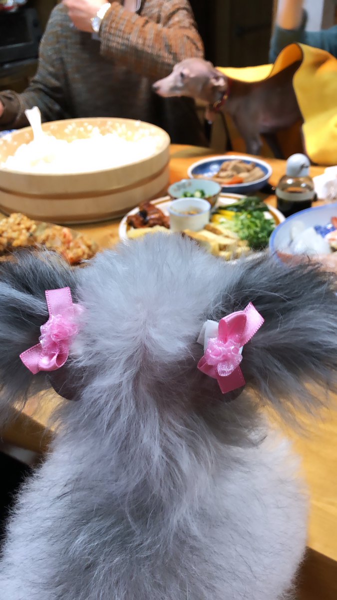 yufksm's tweet photo. 時間をかけてでも食べ切る
一口を気持ち大きく
食いしん坊のメルを想い出す

#食トレ https://t.co/cmcTkAQyad
