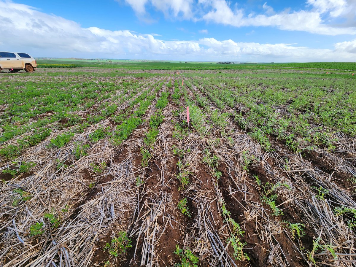 Daniel_Kidd01's tweet photo. Great to get on-site with @WMG_WA to see the variation in herbicide effects on biomass, and nodules for #legumesWA chickpeas, lupins and vetch.  Check out their spring field day for the most effective and economic herbicide packages. @GGA_WA https://t.co/bN0rX1GKGc