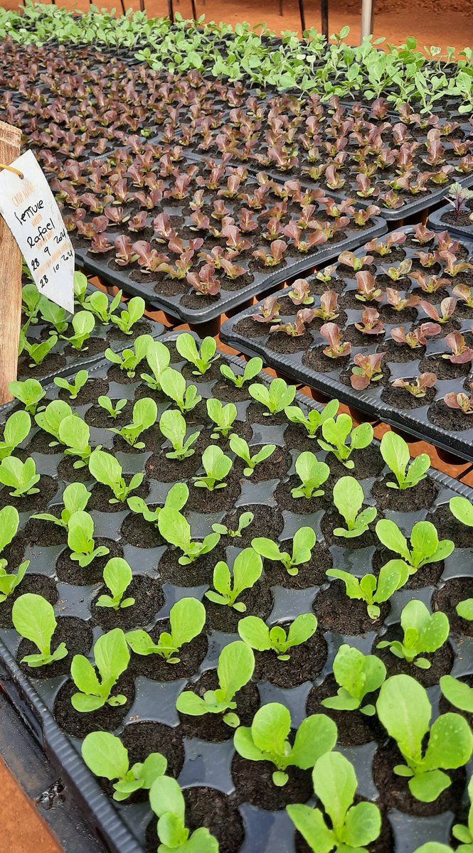 Healthy Seedlings for sale 🌱. Season A. Contact us at info@pridefarms.rw or drop us a DM <a href="/PrideFarms_Ltd/">Pride Farms Ltd.</a>
#organicagricultureRwanda 
#rwandanfarmers