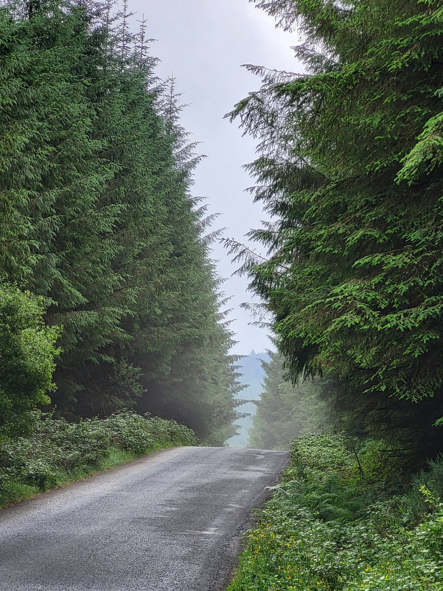IrishRainforest's tweet photo. Who'd want to live surrounded by this wall of dark lifelessness?

Plantation forestry already smothers 10% of Ireland, and the government wants to massively increase that.

We need alternatives, that work for people, nature + climate. This does the very opposite, on ALL fronts. https://t.co/qshgOShDfh
