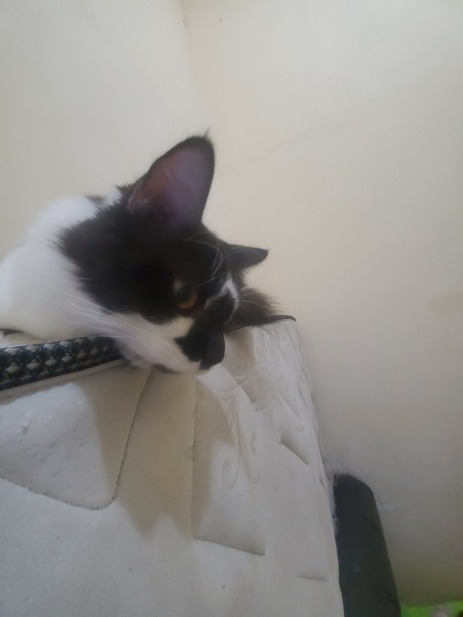 panjismile's tweet photo. Kak @bintik_ boleh bantu up ngga, kucing kami namanya Dipo hilang dah 3 hari ini. Biasanya tiap malem/pagi pulang.
Cek makanan sama tempat 💩 masih awet. Kebetulan kalungnya jg ga ada karena ilang.
Mungkin ada yg liat bantu info DM ya, lokasi di Jt Kramat, Bekasi. https://t.co/3QAZ4AEza1