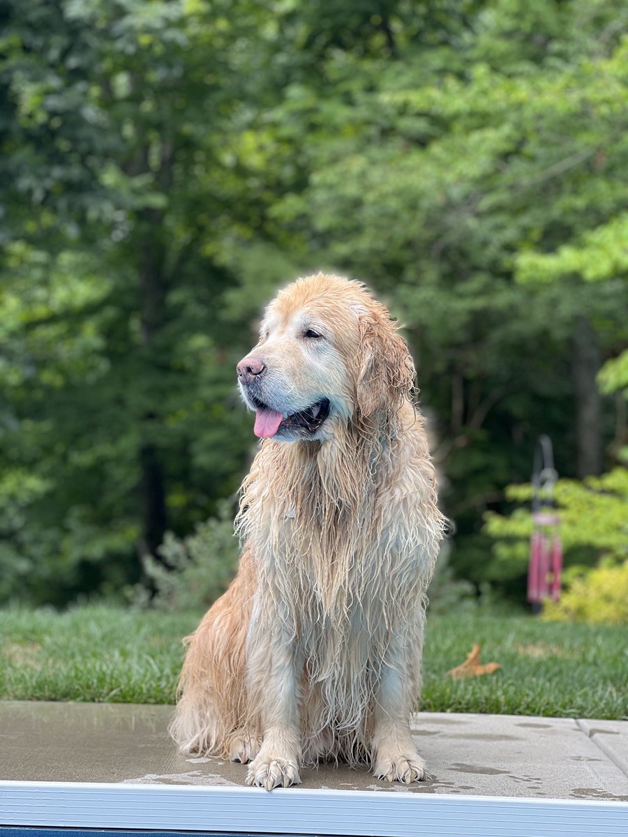thatDukel's tweet photo. @ChumpHS @PlayHearthstone Wet dog go after his first swim https://t.co/ketwQO5pMB