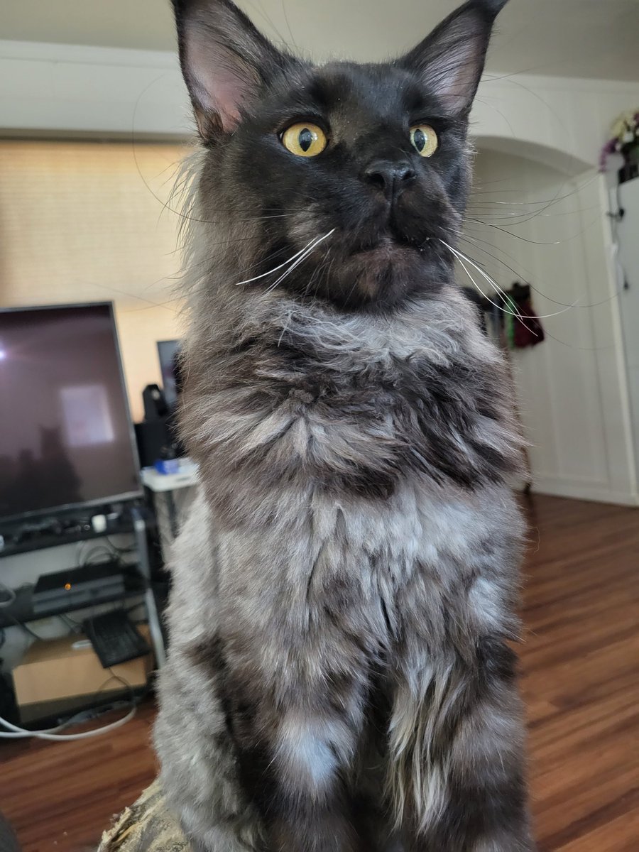 MicroPhoenix tweet media