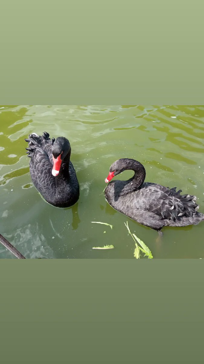 Kristinesk2 (@kristinesk22) on Twitter photo 