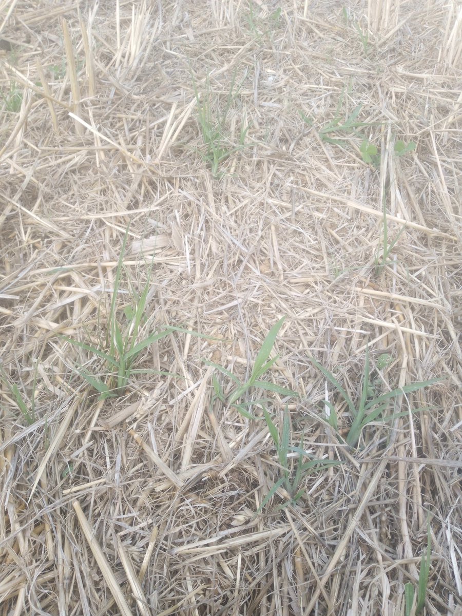 Essai de semis direct de dérobée RGI/trèfle inc.
5j après la moisson et entre des pluies.
✅ Simplification
✅ Économie de carburant
✅ Sol vivant
❌ Nourriture pour les vaches à l'automne (c'était l'objectif)
On va attendre un peu, mais il faudra probablement tout recommencer