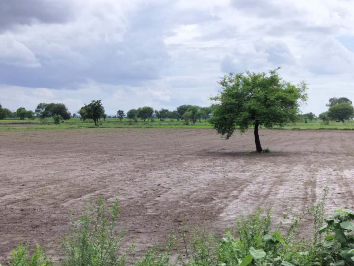 srinivaspillal's tweet photo. The #delayedmonsoon in June and #HeavyRains in July caused huge damage to #cotton, Soya, redgram in erst Adilabad dist. #Standingcrops in thouds of acres inundated by flood w foll heavyrains. Farmrs suff huge loss due to crop damage. @TelanganaCMO @DeccanChronicle @oratorgreat https://t.co/t9q7eLQHf6