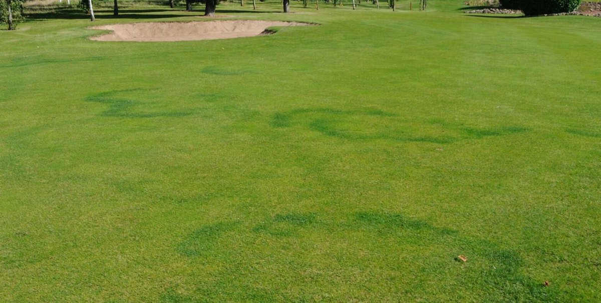SyngentaTurfUK's tweet photo. It's no fairy tale. 

Some incredible and scary facts about Fairy Rings.

Plus some great intel on what causes them and how to deal with them.

Read on ....

https://t.co/RU7C1STLt3 https://t.co/mLq7TTzuOG
