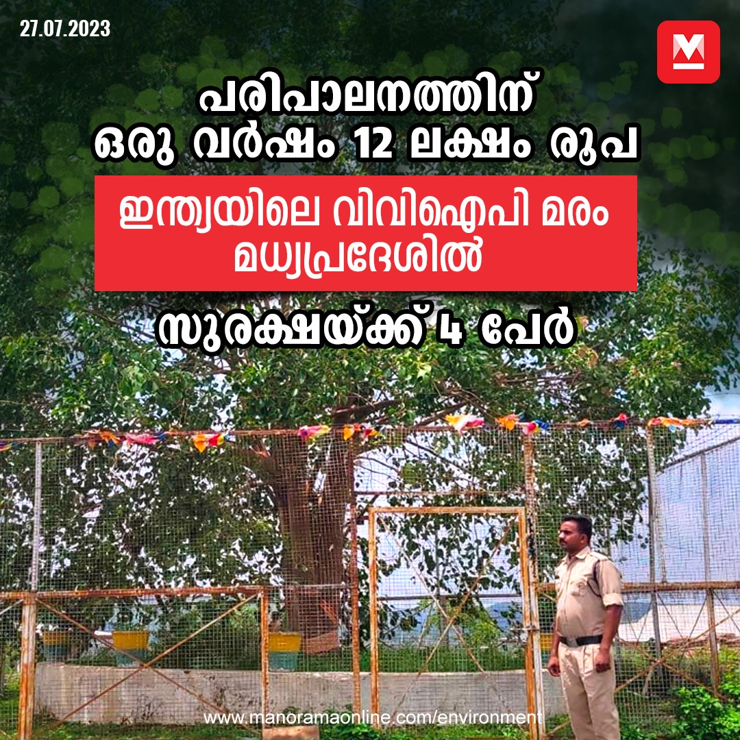 manoramaonline's tweet photo. 4 സുരക്ഷാ ഉദ്യോഗസ്ഥരെ ഈ മരത്തിന്റെ സംരക്ഷണത്തിനായി നിയോഗിച്ചിട്ടുണ്ട്. ഈ മരത്തിന്റെ ഒരു ഇല പോലും ഉണങ്ങിപ്പോകില്ലെന്ന് ഉറപ്പാക്കാനായി...#banyantree #vviptree #madhyapradesh
Read more at: https://t.co/L3QgcuvFSZ https://t.co/M09rPpOpNR
