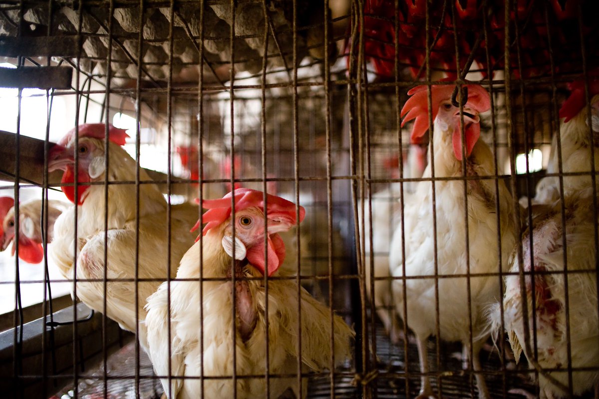 Hens won’t have to be kept in battery cages if YOU either go #PlantBased or at least #ChooseCageFree. 

In battery cage egg farms, hens get zero opportunity to spread their wings, stand up straight, turn around, have access to nest box, perch, dust bathing or socialising.
