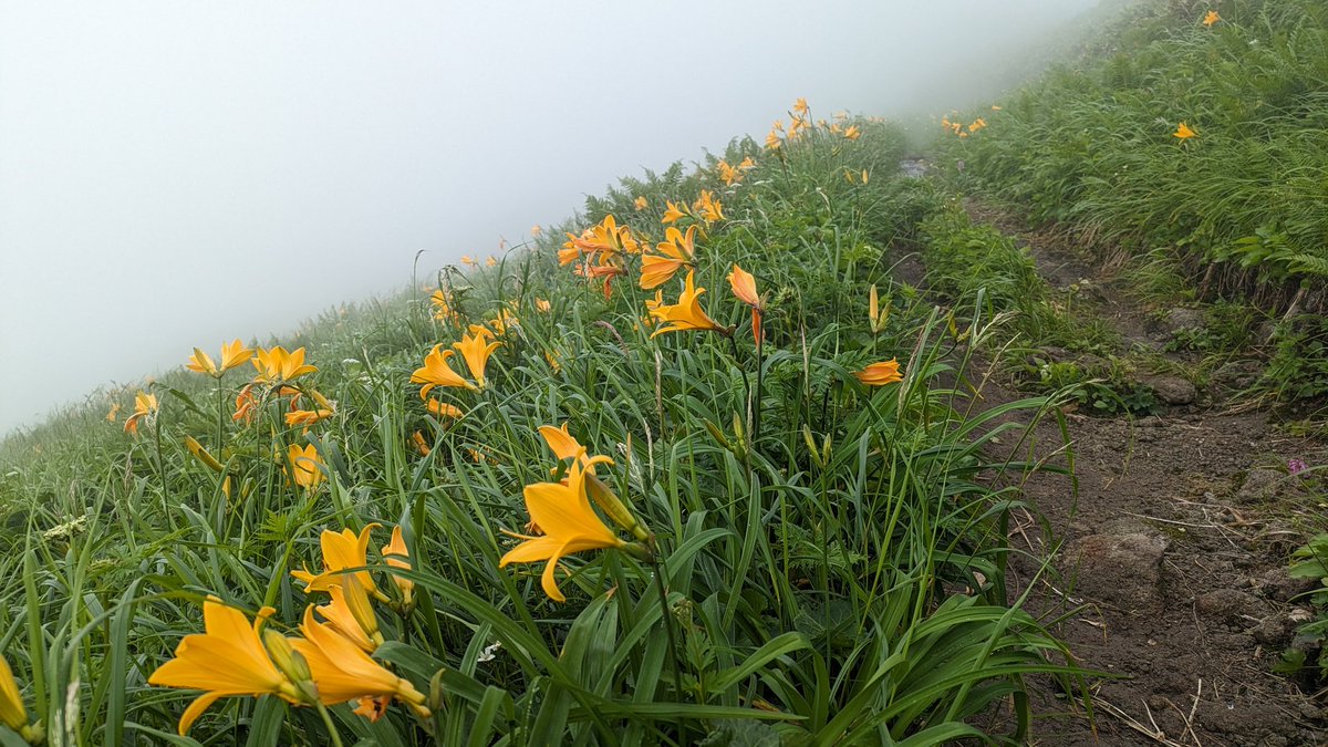 1224okachan's tweet photo. 晴れたり、曇ったり、雨に降られたこともあったけど、301の山にはそれぞれの良さがあり、確かに301の喜びがありました😊

約16年という長い年月が掛かりましたが…
日本301名山、北海道の狩場山にて無事に完登させて頂きました🎵 https://t.co/1SB6A4lpTS