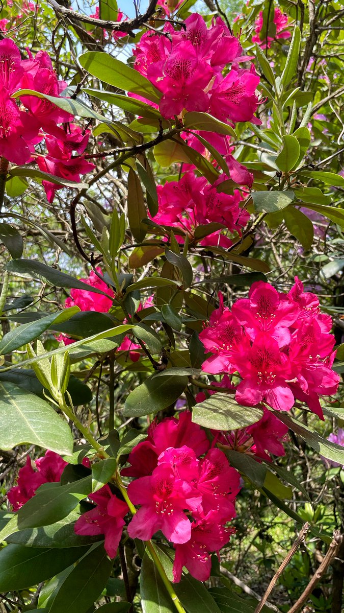 P_NatureTV's tweet photo. ๐๐บ Let's take a moment to admire this vibrant dark pink azalea! ๐ธโจ
#NatureBeauty #AzaleaVariety #GorgeousColors #FlowerMagic #ArboretumAdventures #Naturelovers #NaturePhotography https://t.co/ksGXwQyRoo