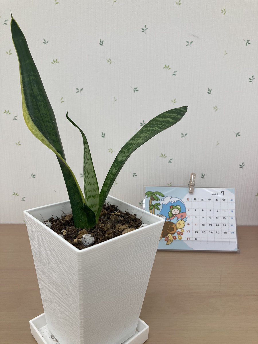 ReLife_B's tweet photo. 皆さまこんにちは！
今日は素敵なプレゼントをいただきました♡
「虎の尾」ちゃんです✨
これから大切に育てていきます♡

今日は安部山の写真はお休みしますが、今日の安部山も清々しいスカイブルーです✈️

#りらいふ
#虎の尾 https://t.co/nhsr67cVj0