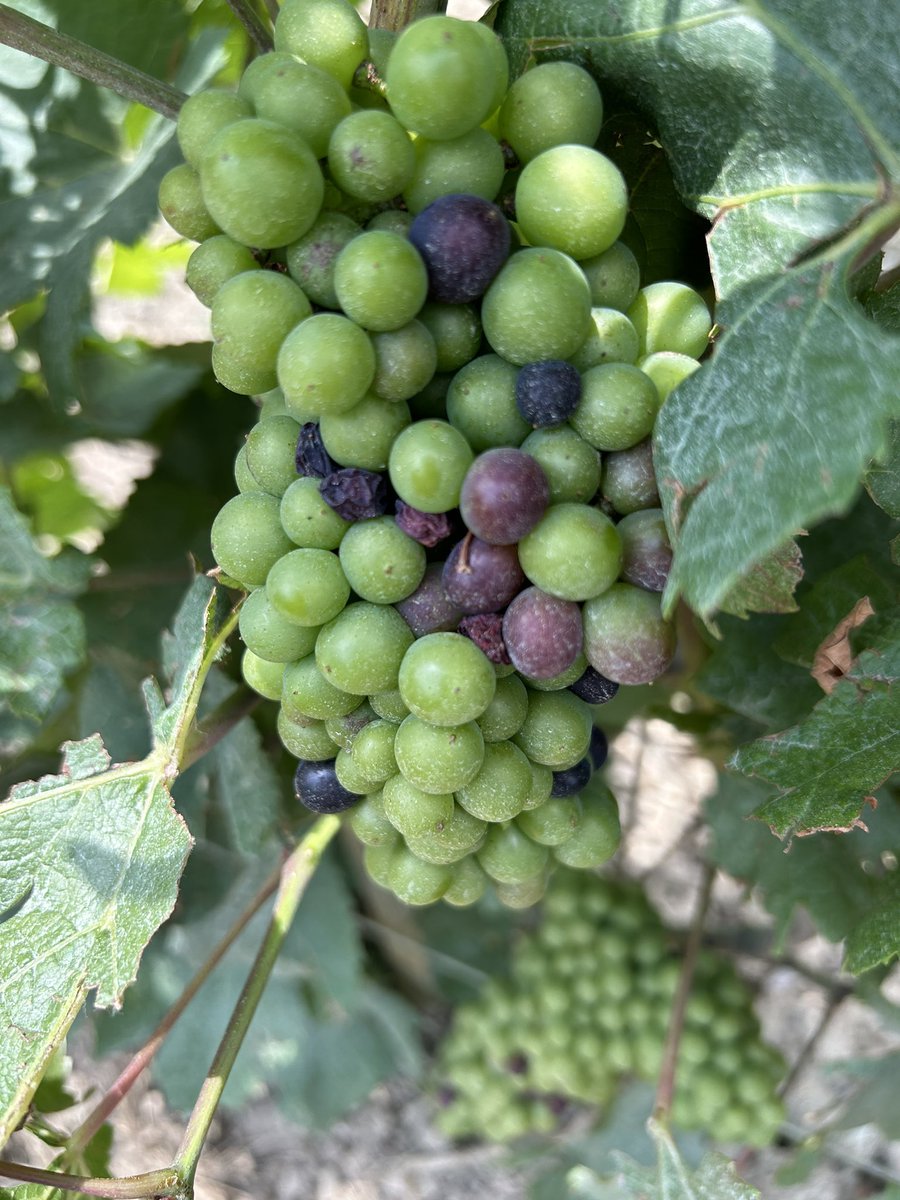 LouisRoederer_'s tweet photo. Véraison is on its way in #Champagne & so far we expect 2023 harvest to start around September 8th-10th #TeamRoederer has done everything possible to make it a great one but it’s now time to let « August make the taste » #Craftsmanship #HandinHandwithNature #InPursuitofTaste -JBL https://t.co/anMJ1FthSN