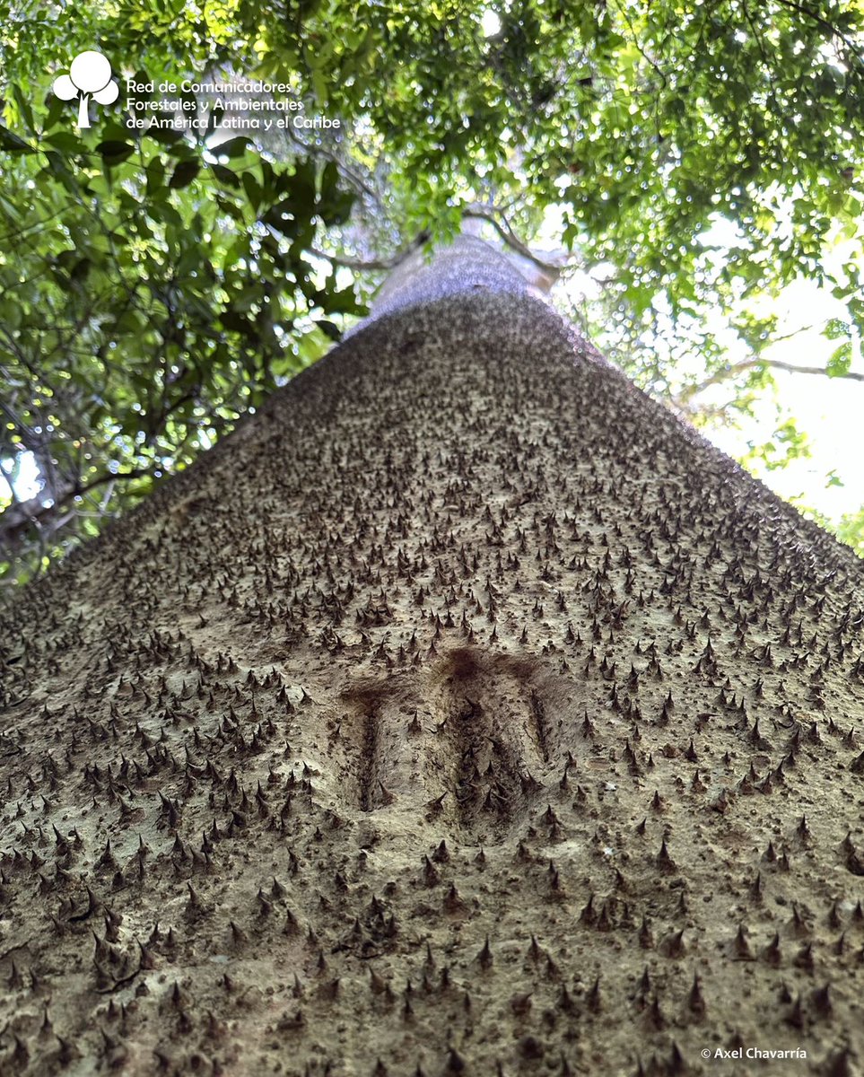 #EducaciónAmbiental
🌳 Jabillo, llamado catahua, ochoó, jabilla, ceiba amarilla, solimán, salvadera, haba de indio y San Ignacio. Su nombre científico es Hura crepitans.
 Posee sabia peligrosa que puede dañar los ojos. 

F.: l1nq.com/ObtuG
Axel Chavarría 📸

#RECOFALC