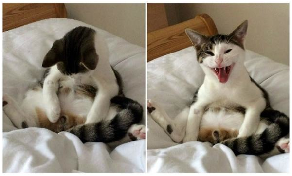 英国　去勢手術から目覚めた猫　「私のアレは？」、ショックを受ける

「私のアレは？」写真を撮られた時の心の声だろう。

去勢手術された猫は、自分の性器がなくなったことに気づいて、金切り声を上げ、股間を長い時間見ていた。飼い主によると約1時間かけて何があったか分かったようだったという。