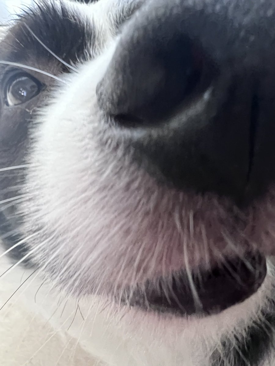 sorayuchi's tweet photo. 至近距離で犬に舐められる感じをどうぞ https://t.co/5p8bQnFNCN