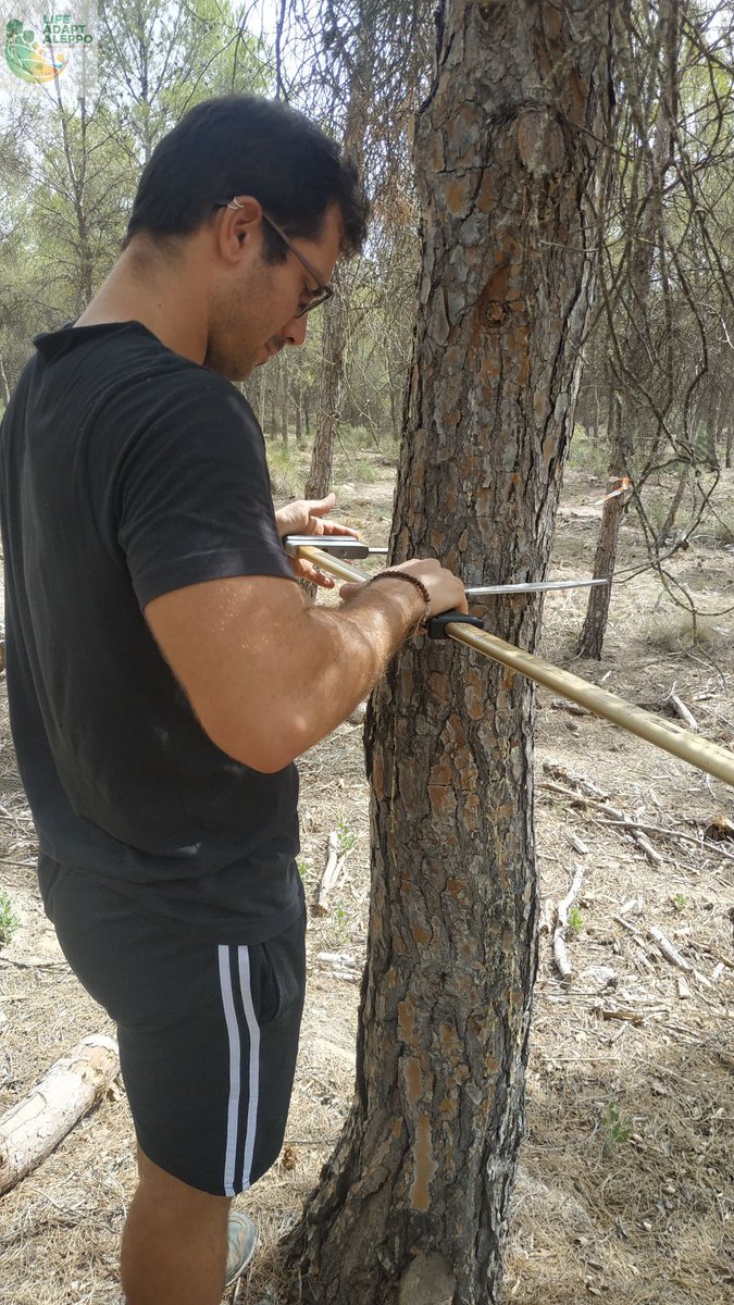 adaptaleppo's tweet photo. En #LIFE #Adaptaleppo son fundamentales los inventarios forestales en parcelas de #Pinushalepensis: medición de diámetros con forcípula, de alturas con pértiga telescópica, anotaciones, etc.
@IEntornoNatural @agrestascoop @ETSEAFIV_UdL @EtsiamAb @UPV   @AmbientalRM 
Fotos #Murcia https://t.co/6YUHIWdw2l