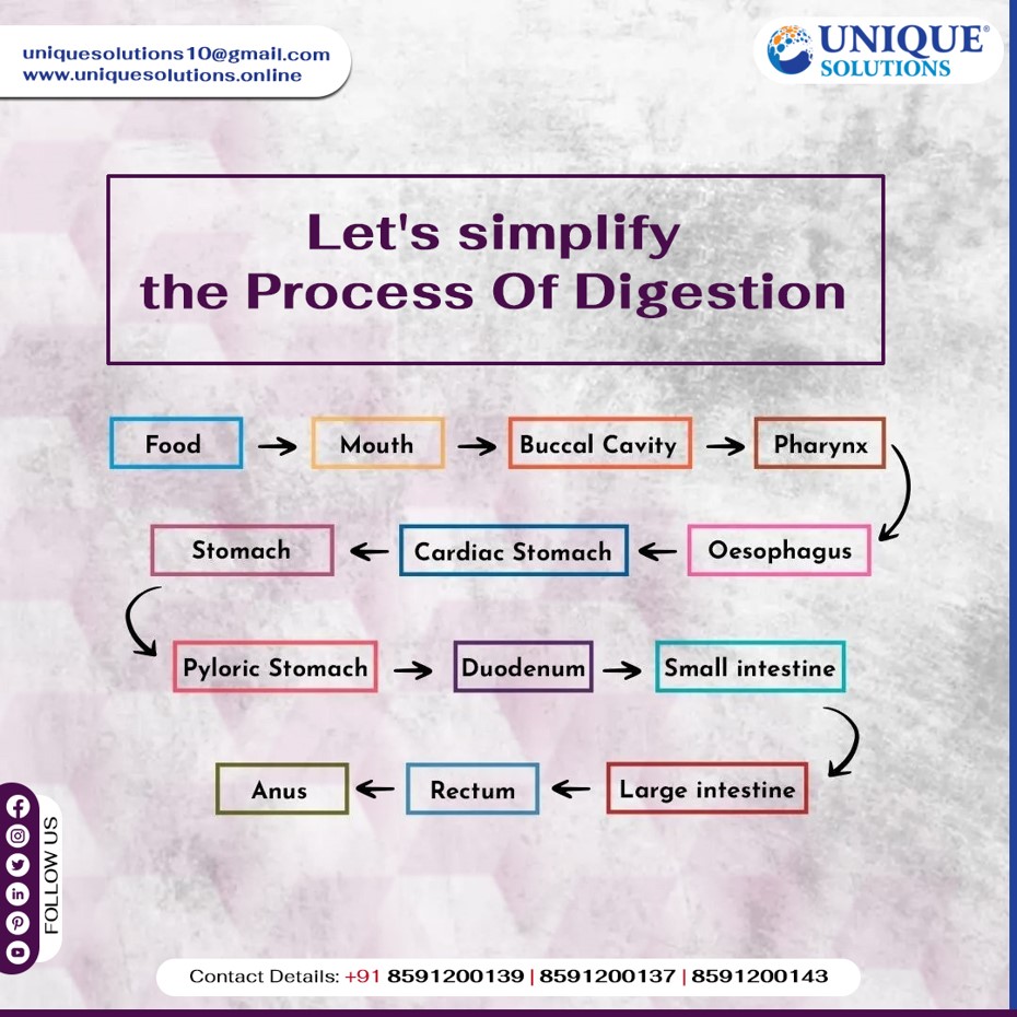 UniqueSolution_'s tweet photo. Ever wondered how your body turns food into energy? 🍽 Our digestive system is a fascinating process that breaks down the food we eat and absorbs nutrients for our bodies to thrive. 🌱Introducing our simplified Process of Digestion flow chart! 📊
#digestionprocess #digestion https://t.co/BydHFIGqGx