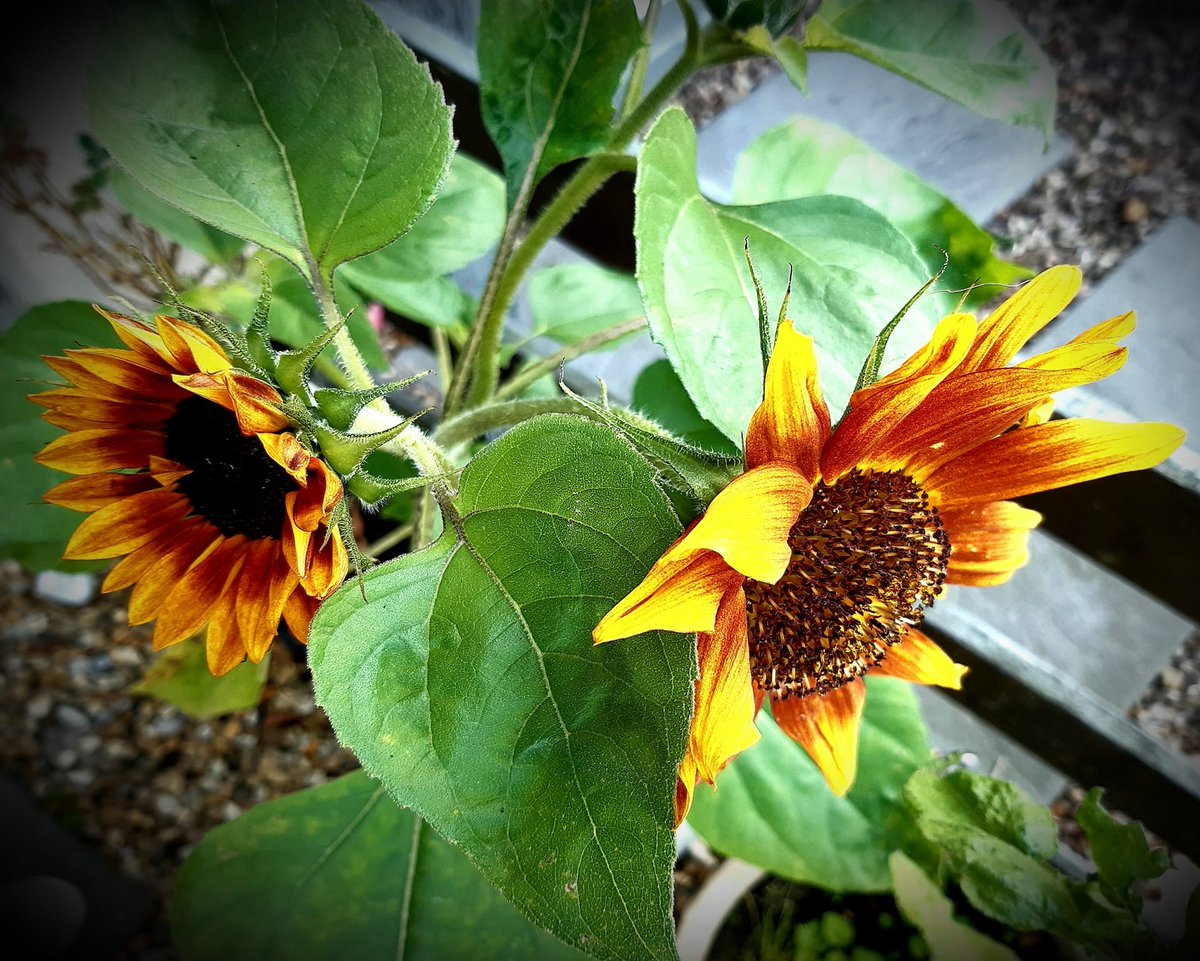 Sunflowers growing in Wyken during The Big Sunflower Project 2023.    
#TheBigSunflowerProject #Sunflowers #GrowASunflower #Centronuclear #CentronuclearMyopathy #Myotubular #MyotubularMyopathy #CentronuclearMyopathies #NeuromuscularDisease #RareDisease #RareDiseases