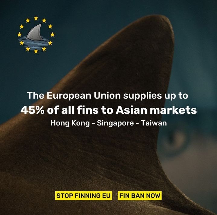 'The European Union is responsible for supplying 45% of shark fins to the Asian fin markets. The EU’s “Fins Naturally Attached” regulation means that loose fins can still be traded and exported.' #FinBanNow.