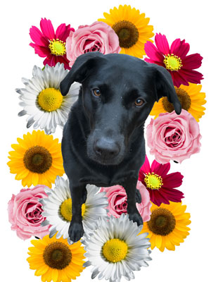 oxfordcityblog's tweet image. 🐶🛍️ Unleash the adventure at The Oxford Outdoor Market! 🌞🏞️  Join us and our furry companions as we explore this outdoor wonderland! 🐾🛒 #DogFriendlyMarket #OxfordOutdoor #PawsAndExplore
@oxfordcitydog

read full review here oxfordcitydog.com/oxford-outdoor…