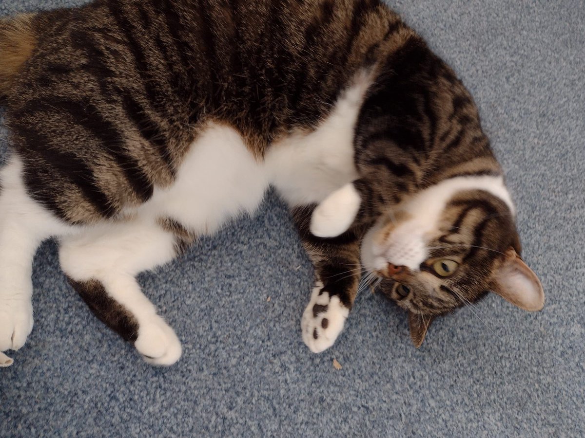 Willo has come into our care as her owners were moving away. She is shy of new people but once she knows you she is a very gentle girl who loves attention, will talk to you and likes to curl up on the bed and sometimes a lap #CatsOfTwitter #tabbytroop