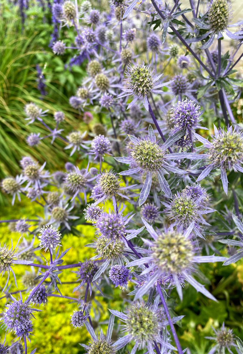 Vero Giardina tweet media