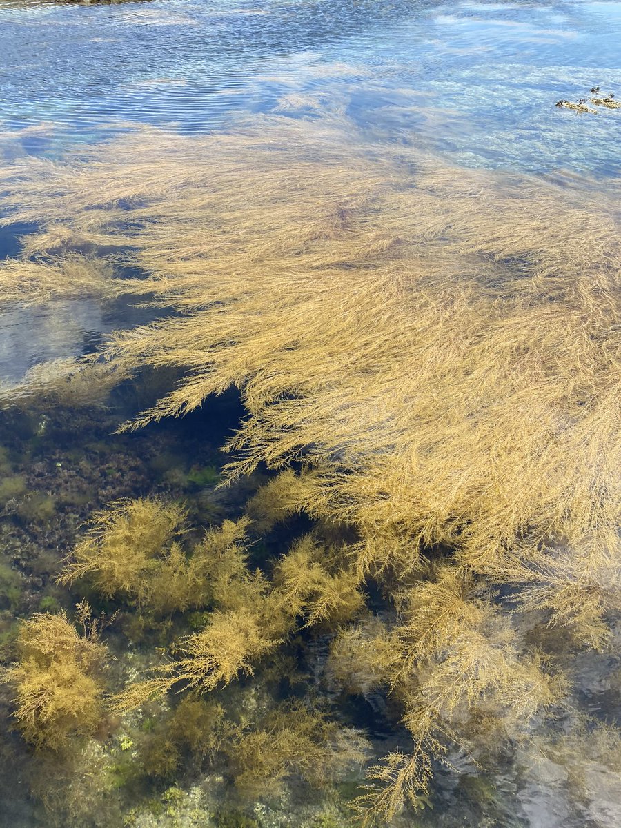 Vero Giardina tweet media